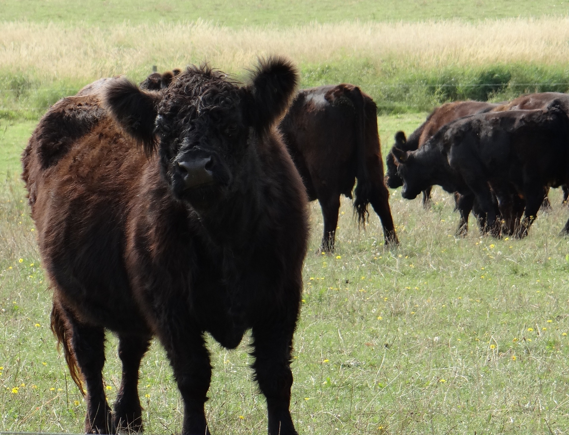 The Galloway, a rustic meat breed